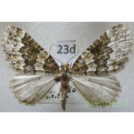 Electrophaes corylata (Thunberg, 1792) Czech23d